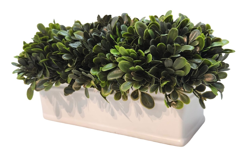 Plant in White Rectangle Pot  