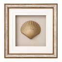 GOLD CORAL III