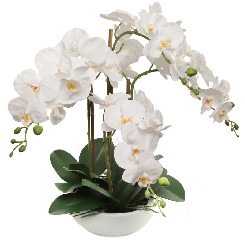 20" White Phalaenopsis Orchid In Round White Pot