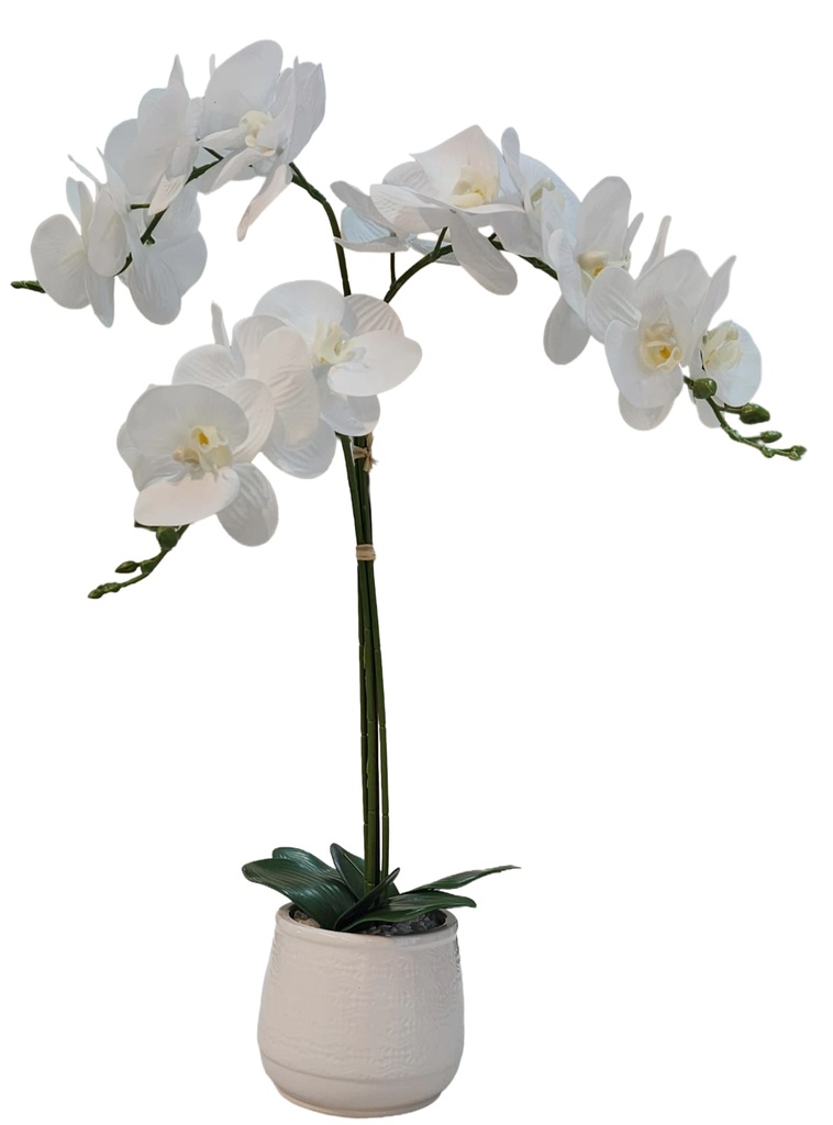 Orchid in Gloss White Ceramic Pot