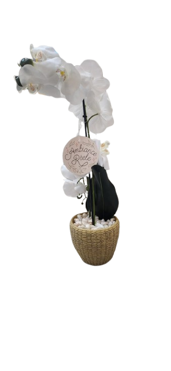 Orchid in Woven Basket 