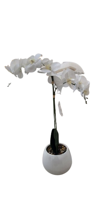 Orchid in Round Lined Pot 