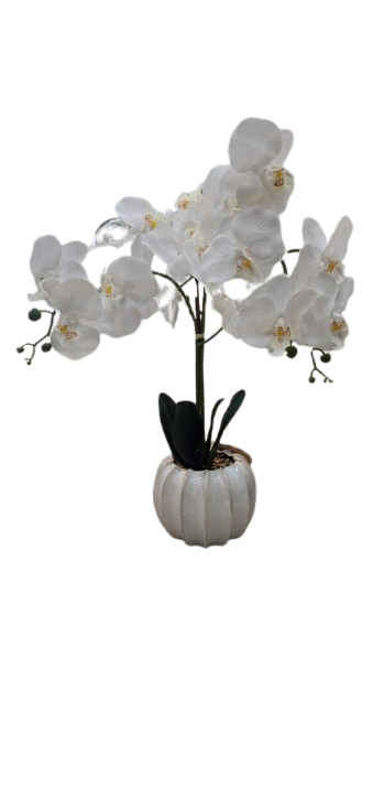 Orchid in Off-White Pot 