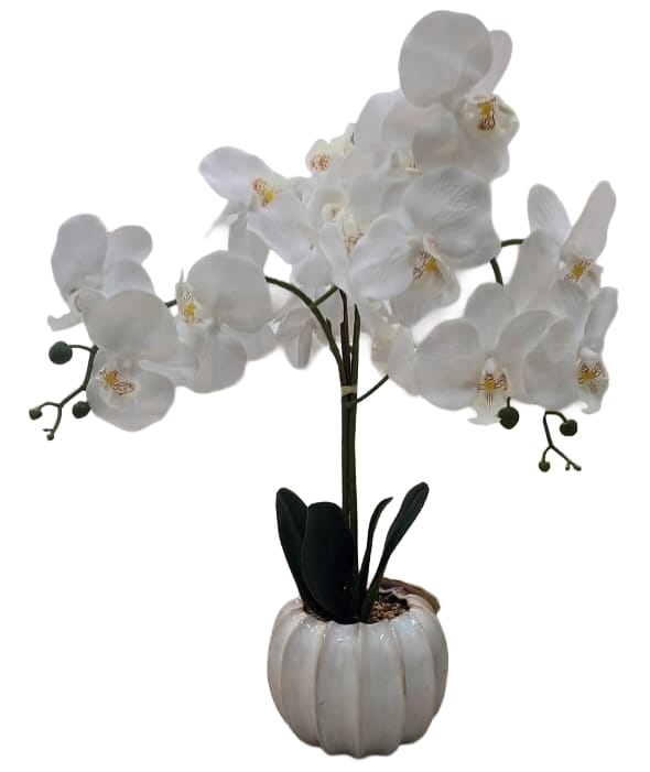 Orchid in Off-White Pot 