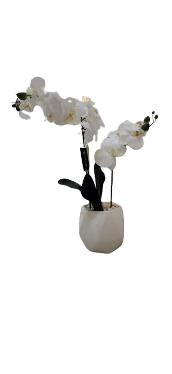 Orchid in White Geometric Pot 