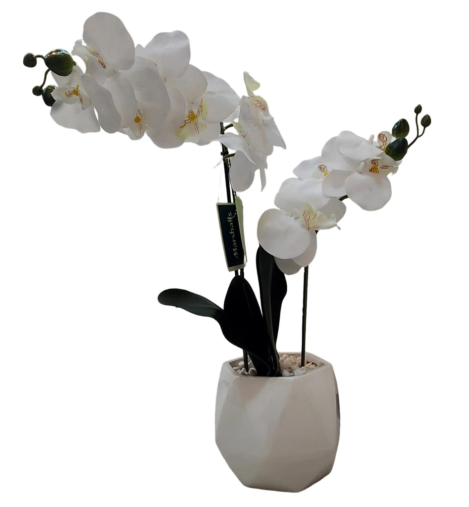 Orchid in White Geometric Pot 