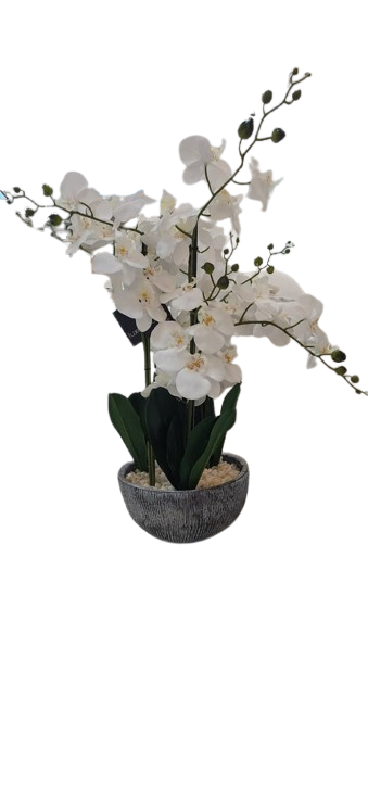 Orchid in Grey Textured Pot  