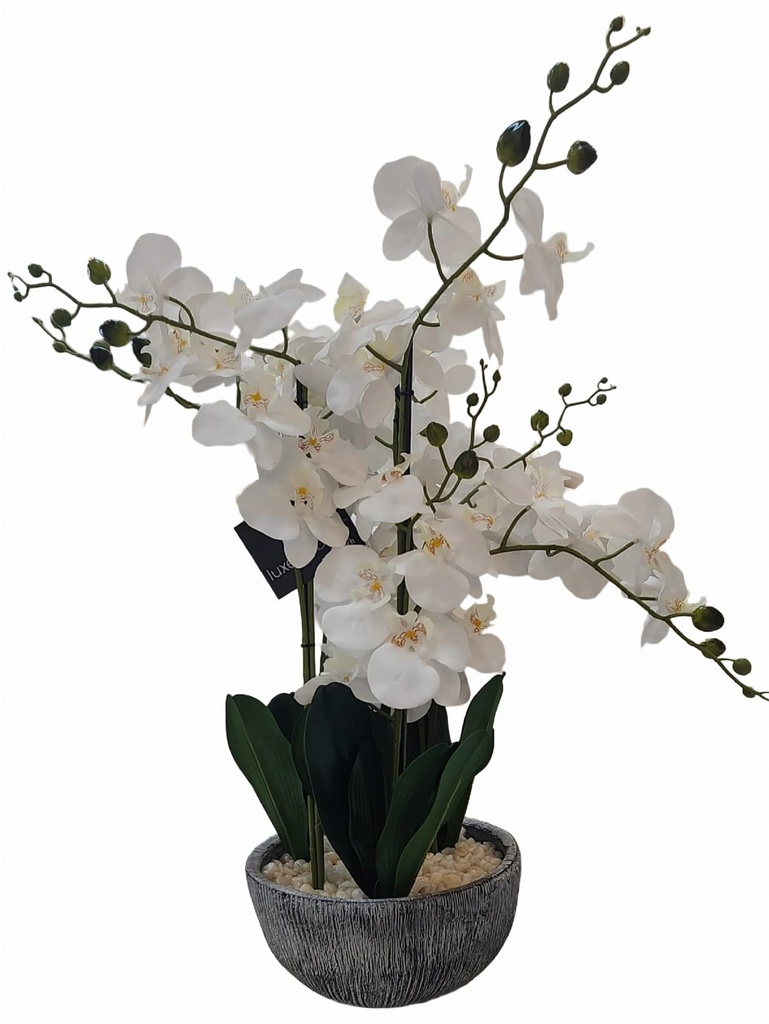 Orchid in Grey Textured Pot  