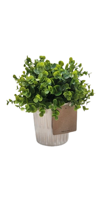 Eucalyptus Plant in Ceramic Handled Pot