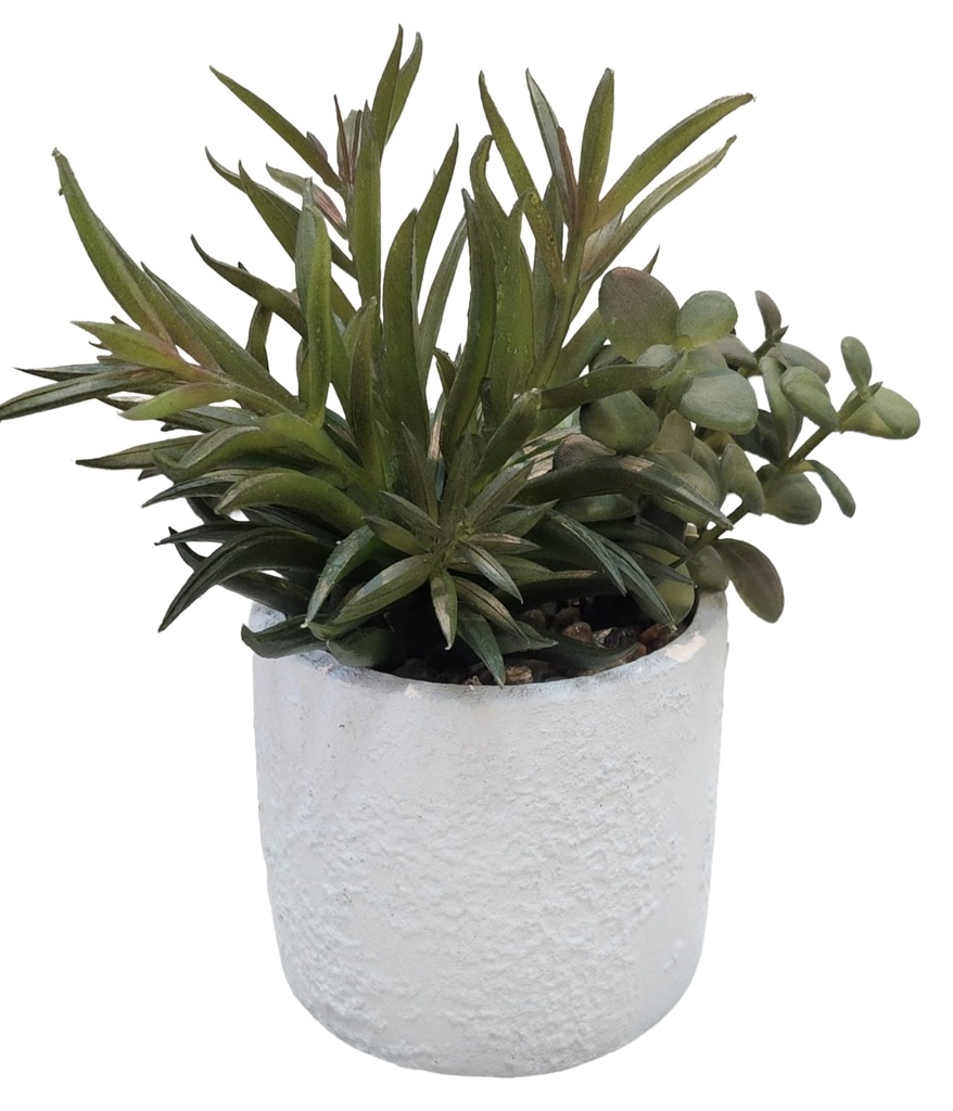 Succulent Collection in White Textured Pot 