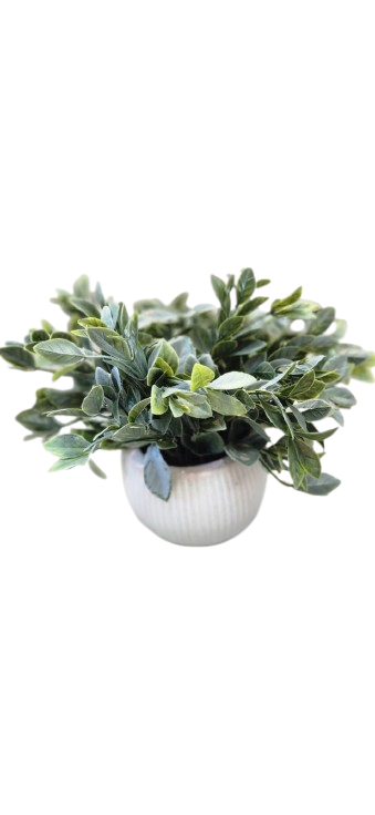 Eucalyptus in Round Ceramic Beige Pot 