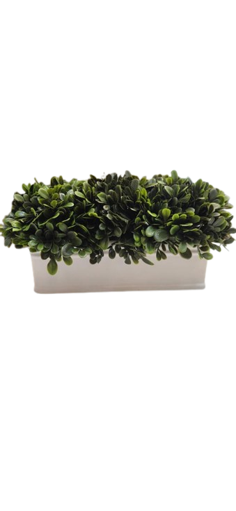 Plant in White Rectangle Pot  