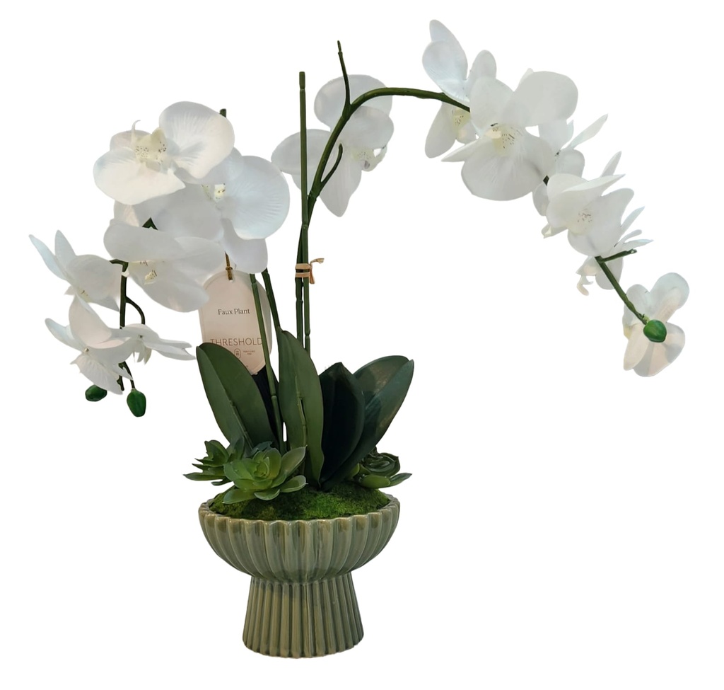 Orchid in Green Lined Pot 
