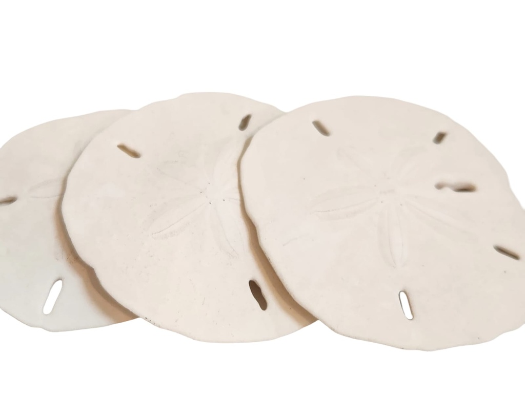 WHITE SAND DOLLAR
