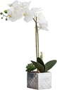 WHITE ORCHID IN SILVER POT