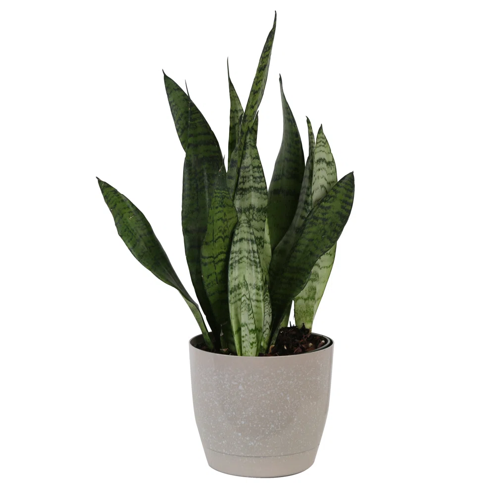 LIVE SNAKE PLANT IN PLANTER