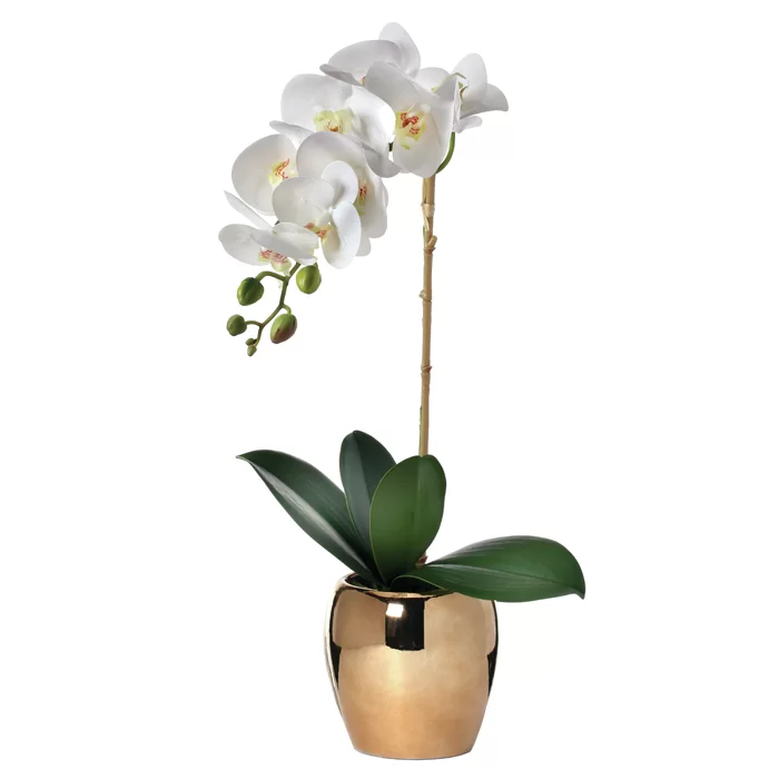 Orchid Arrangement in gold pot- 20" H x 5" W x 6" D