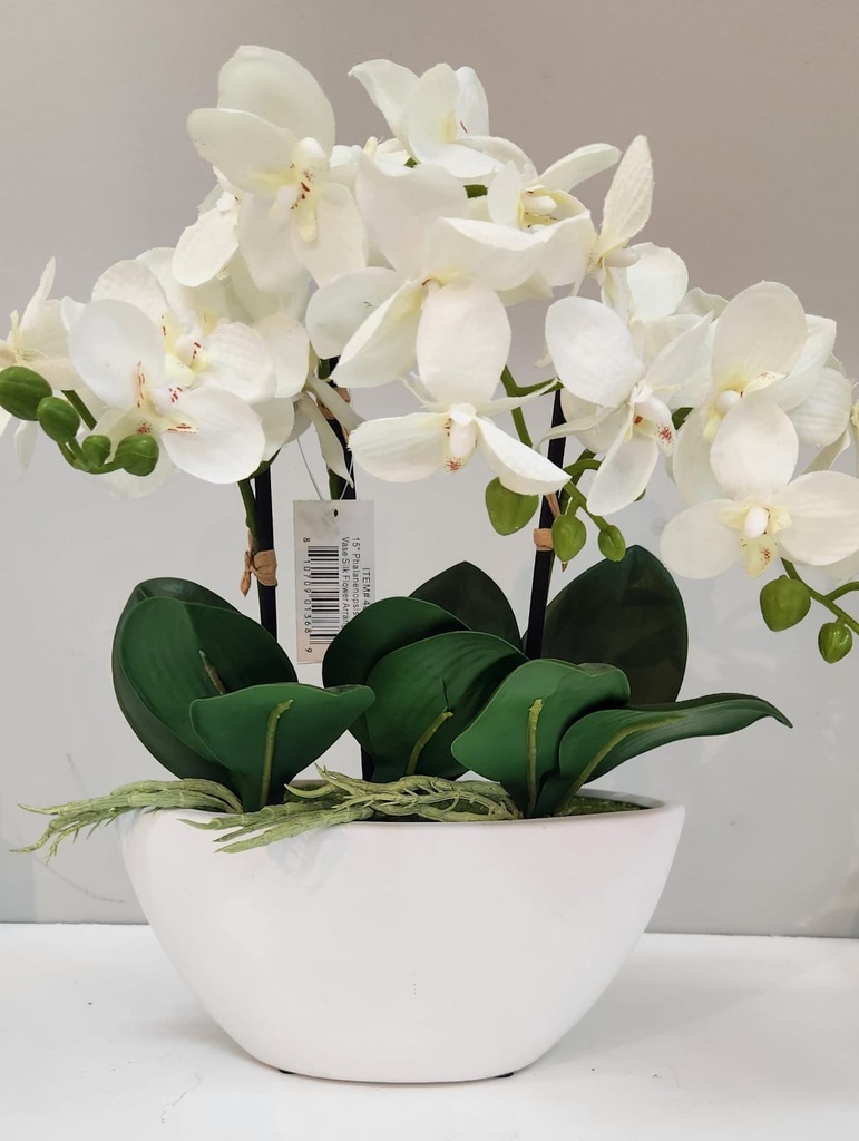ORCHID IN WHITE OVAL POT
