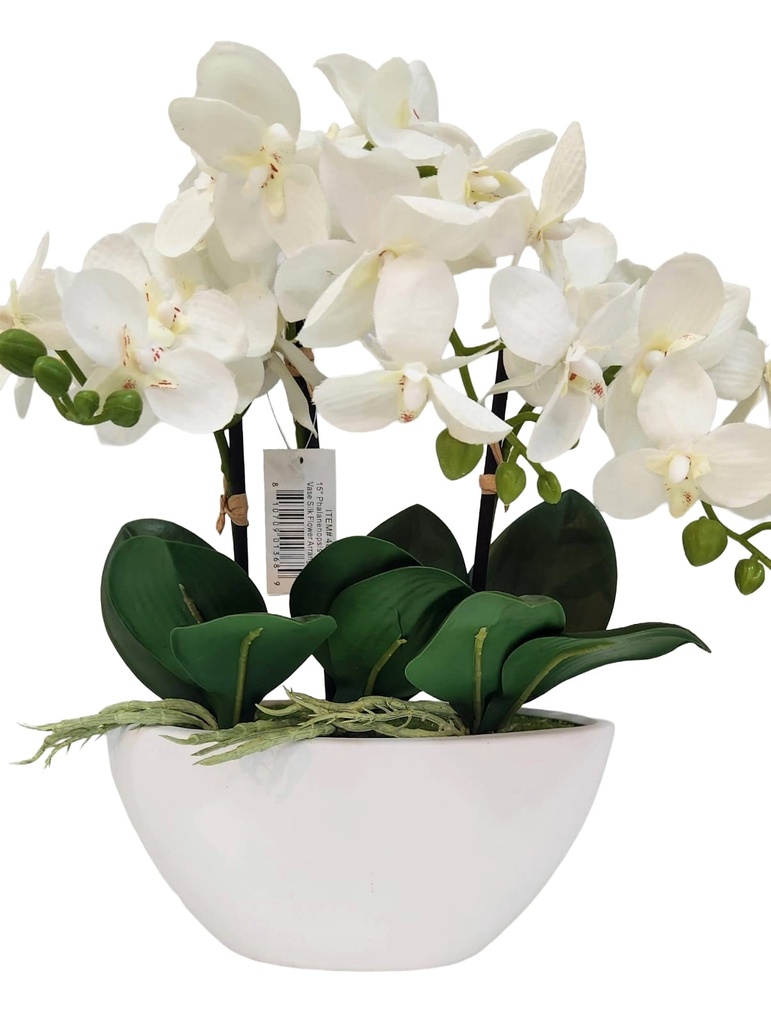 ORCHID IN WHITE OVAL POT
