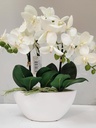 ORCHID IN WHITE OVAL POT
