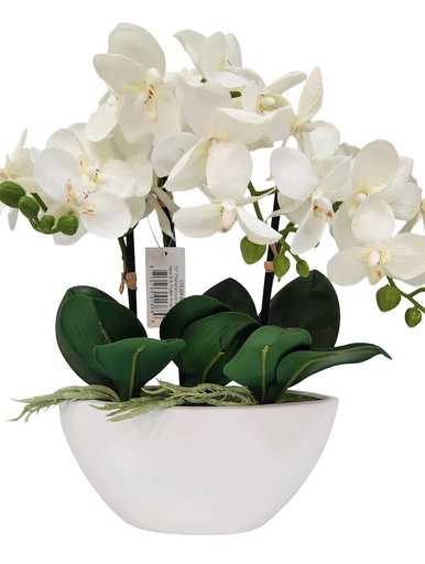 [DL01780] ORCHID IN WHITE OVAL POT
