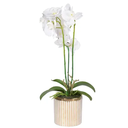 [DL01787] Striped Potted Orchid Desk Plant 