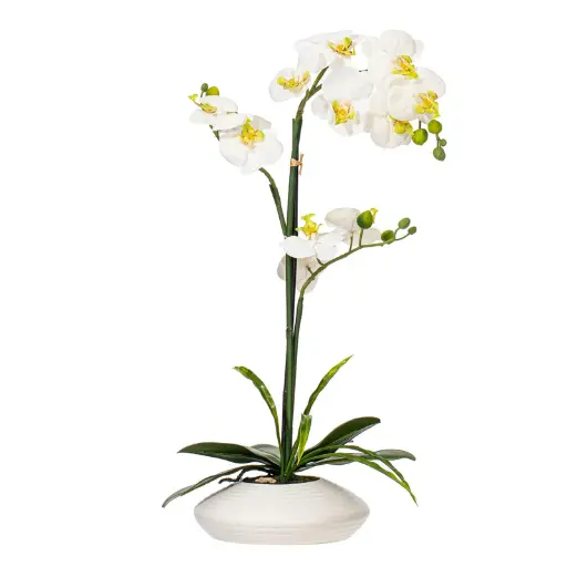 [DL01791] ORCHID IN WHITE DISK POT 