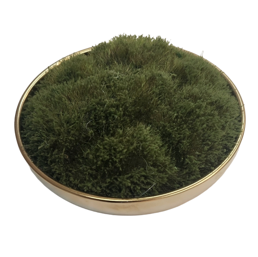 [DL01920] Faux Moss in Gold Bowl  