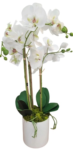 [DL02251] Keira Orchid Floral Arrangement in White Pot