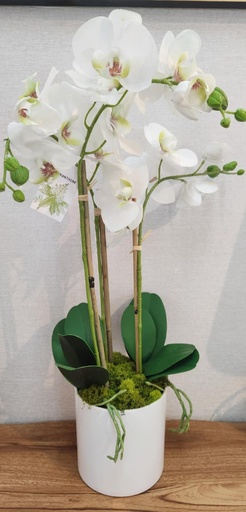 [DL02251] Keira Orchid Floral Arrangement in White Pot