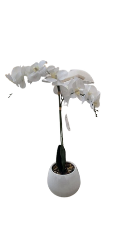 [DL02496] Orchid in Round Lined Pot 