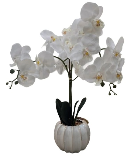 [DL02497] Orchid in Off-White Pot 