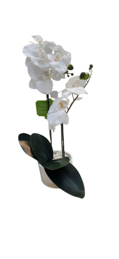 [DL02498] Orchid in Beige & White Pot 