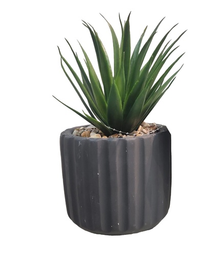 [DL02510] Small Succulent in Black Pot 