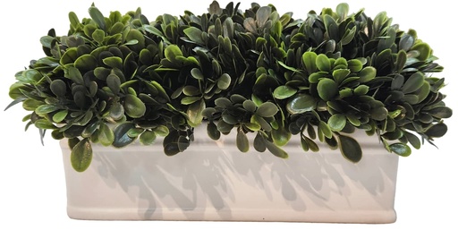 [DL02516] Plant in White Rectangle Pot  