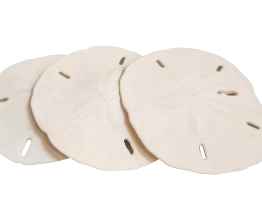 [DL00562] WHITE SAND DOLLAR