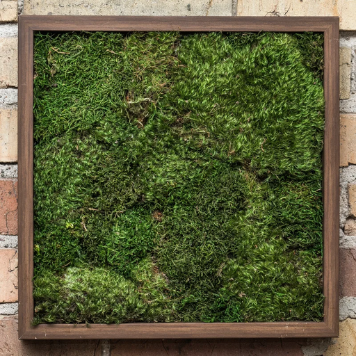 [DL00020] BAG OF GREEN SHEET MOSS PRESERVED