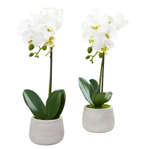 [DL01072] 5X15" ORCHID ARRANGEMENT IN CERAMIC PLANTER